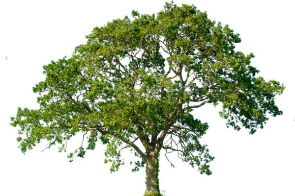 114 trees planted as part of EcoPoint scheme