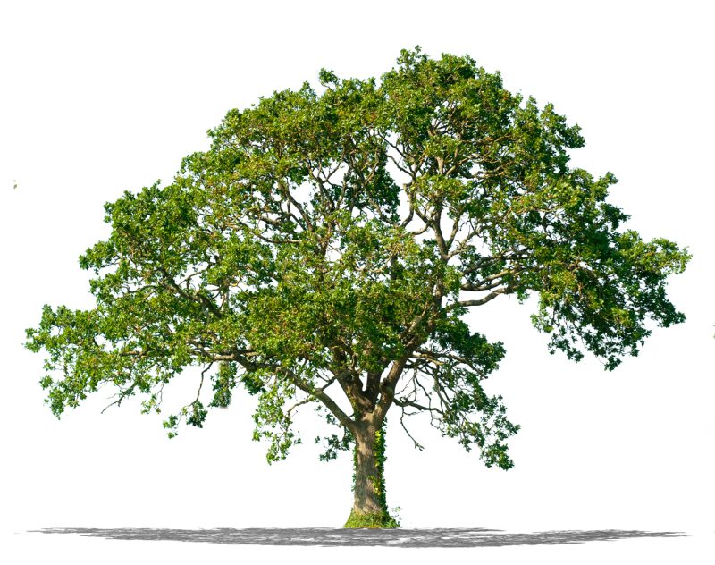 114 trees planted as part of EcoPoint scheme