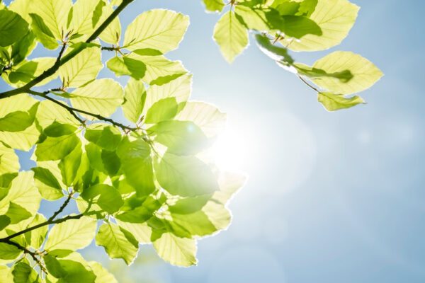 Trees planted as part of environmental commitment